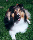 Photo of Bailey