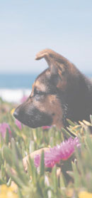 German Shepard in field