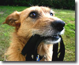 Dog with leash