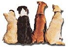 Basic obedience dogs
