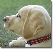 Puppy Kindergarten dog