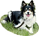 Sheepdog in private training program